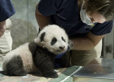 Bebé panda de Zoo de Washington ya tiene nombre: "Pequeño milagro"