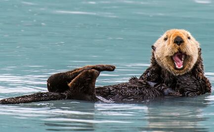 Crimen en el mar. Alertan por nutria ‘agresiva’ que roba tablas de surf en California