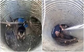 Video. Policías rescatan a perro que cayó en hoyo a 3 metros de profundidad