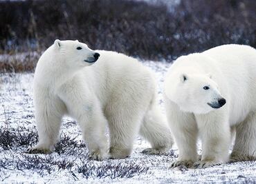 ¿Cómo ver osos polares en su hábitat de Alaska?