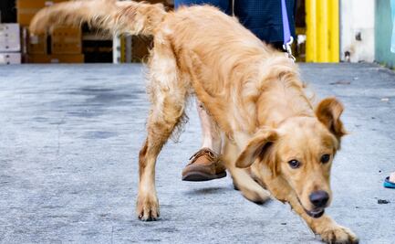 Video. Rescatan 20 perros de mercado de carne chino