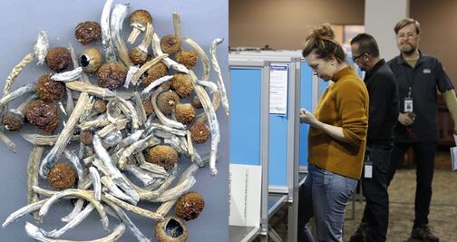 Rechazan legalización de hongos psicodélicos en Denver