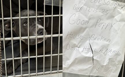 “Estaba aterrorizada”. Rescatan a perrita que abandonaron atada a un poste con una carta