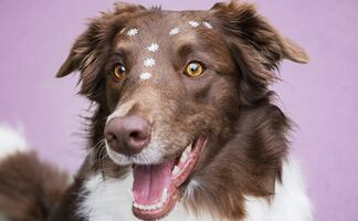 La ciencia descubre el misterio tras la irresistible mirada de los perros