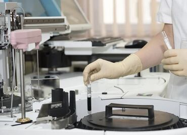 Alerta la OMS: Gripe aviar en gatos podría requerir vacunas para evitar propagación a humanos