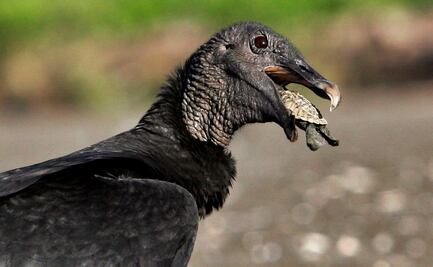 Invasión de buitres negros aterroriza Pensilvania