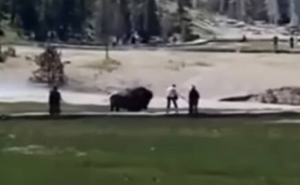 Video. Bisonte embiste a visitante en Parque Nacional Yellowstone
