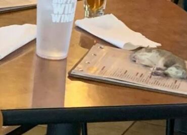 Rata cae sobre mujer en restaurante de alitas en Los Ángeles
