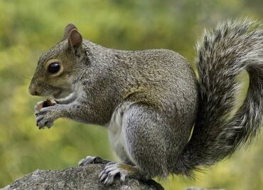 Emiten alerta sanitaria por ardilla con peste bubónica en EU