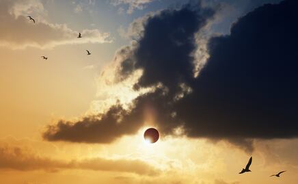 Eclipse total solar 2024. Científicos predicen comportamientos extraños en animales durante el fenómeno
