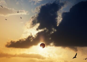 Eclipse total solar 2024. Científicos predicen comportamientos extraños en animales durante el fenómeno