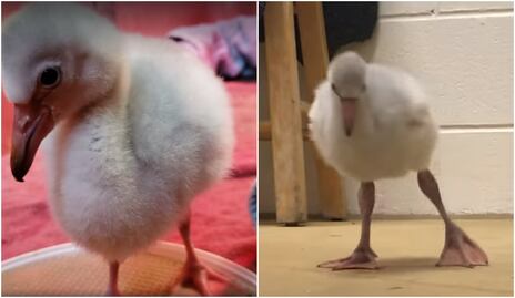 Video. Bebé flamingo aprende a caminar en Zoológico de Denver