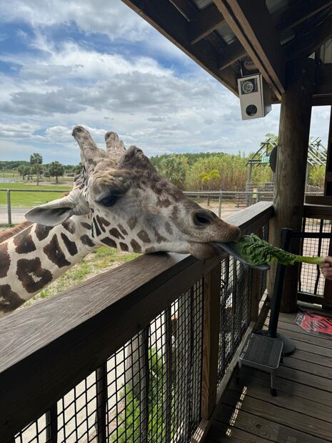 Wild Florida