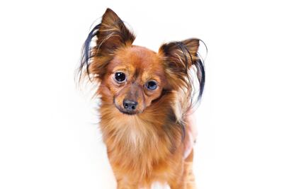 American Kennel Club reconoce dos nuevas razas de perros 