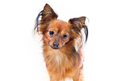 American Kennel Club reconoce dos nuevas razas de perros