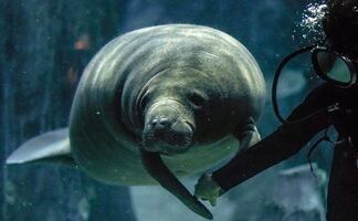 Tallan la palabra 'Trump' en lomo de manatí en Florida