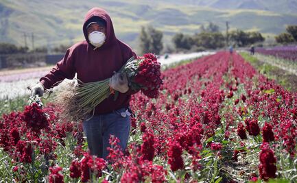 Trabajadores agrícolas y de salud estarían exentos de la suspensión migratoria de Trump