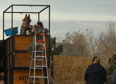¡Viaje épico! Benito, la jirafa mexicana, inicia su traslado de 2,000 km hacia Africam Safari