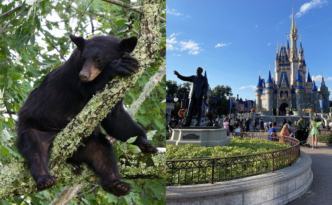 Oso negro/ Disney World/ iStock