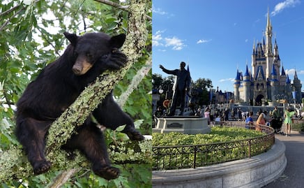 Oso negro es captado trepando en Walt Disney World; provocó cierres temporales en Magic Kingdom