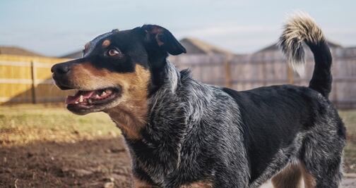 Sacrifican a perro por error de papeleo, en refugio de Carolina del Norte