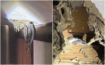 Familia descubre plaga de serpientes y ratas en el techo de su casa