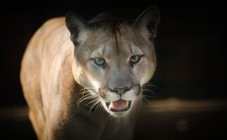 Mujer salva a su hijo de 5 años del ataque de un puma en California