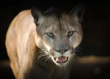 Mujer salva a su hijo de 5 años del ataque de un puma en California