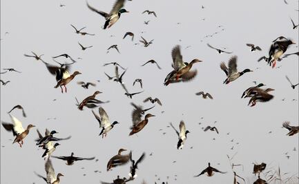 Hay seis veces más aves que humanos en el mundo: estudio