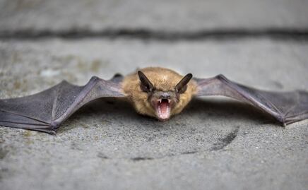 Hombre muere por rabia luego de despertar con un murciélago en el cuello