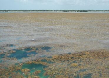 Advierten por invasión de sargazo en costa turística de Florida