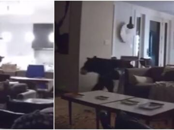 Video. Oso entra a casa de California para hurgar en refrigerador
