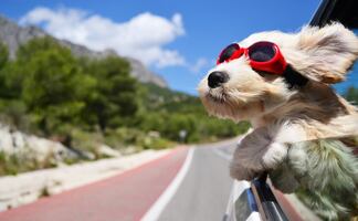 Consejos para hacer un ‘road trip’ con tu perro por los destinos de California