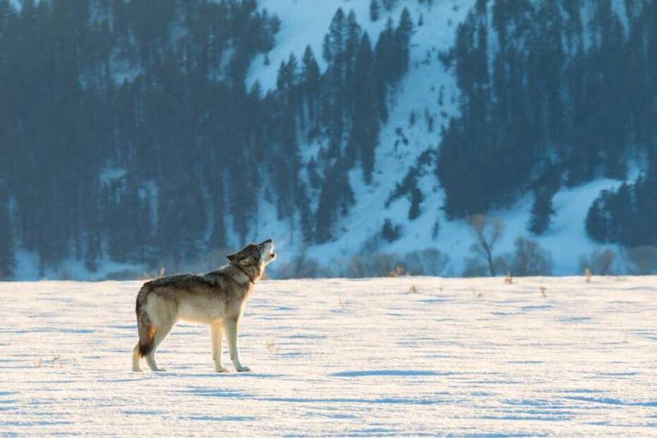 El tour inmersivo con el que podrás pasar un día con los lobos de Yellowstone
