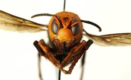 ¿El avispón asesino asiático podría extenderse por Estados Unidos?