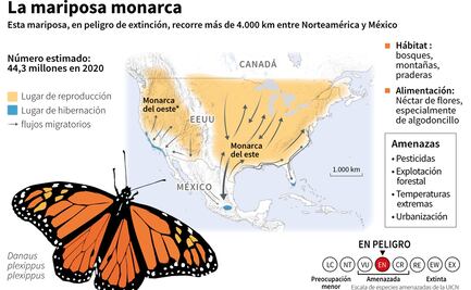 La mariposa monarca entra en la lista roja de especies amenazadas