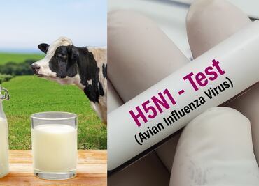 Gripe aviar. Investigación alerta por contaminación potencialmente “peligrosa” de leche cruda