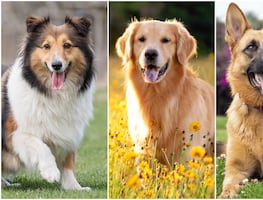 Las 10 razas de perros más inteligentes, de acuerdo con American Kennel Club