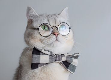 ¿Cuántos años viven los gatos? ¿Qué tan cierto es lo de las siete vidas?
