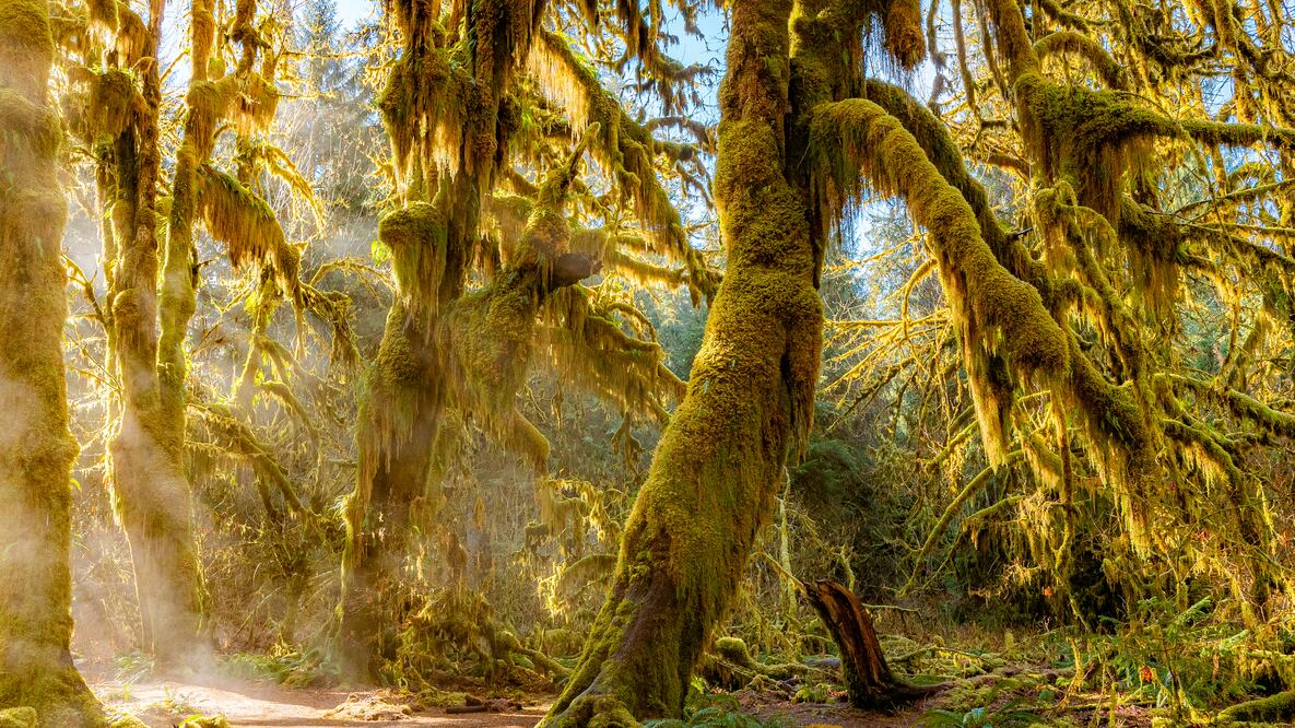 A path in the fairy green forest. Foto: iStock