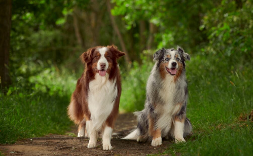 Día Mundial del Perro. Estas son las mejores razas de perros guardianes. Foto: Canva