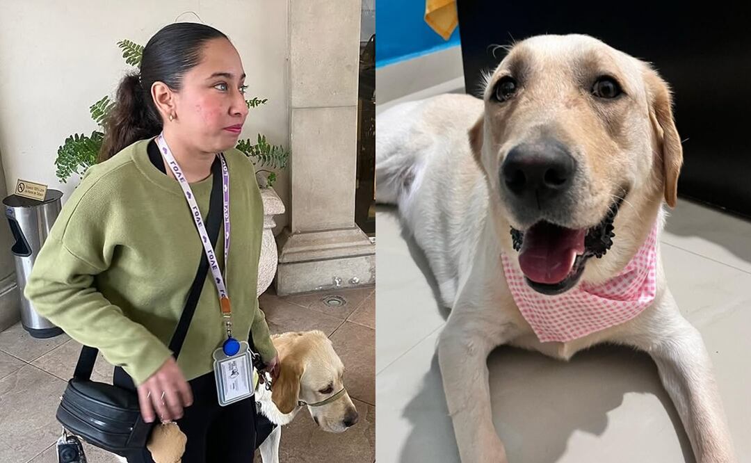 Hotel Safi prohíbe ingreso a perro guía de mujer invidente. ¿Dónde pueden entrar, según la ley? Foto: Captura Instagram