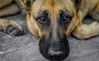 Acusan a hombre por dispararle a su perro en la cara; le dan 18 meses de prisión
