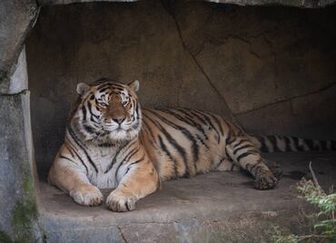 Tigre muere tras contraer COVID en zoológico de Ohio