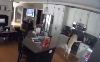 Video. Perro incendia su casa en Missouri tras encender la estufa