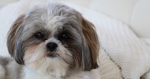 Sacrifican a perro para enterrarlo con su dueña en Virginia