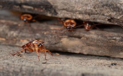 Invasión de cucarachas echa a perder celebración de Halloween en Michigan 