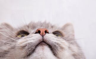 ¿Cómo la nariz de los gatos se convirtió en un laboratorio químico? Esto dice la ciencia