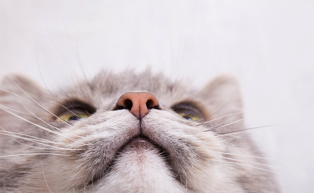 ¿Cómo la nariz de los gatos se convirtió en un laboratorio químico? Esto dice la ciencia. Foto: iSTOCK/Webkatrin001