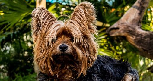 Las razas de perros más populares en EU